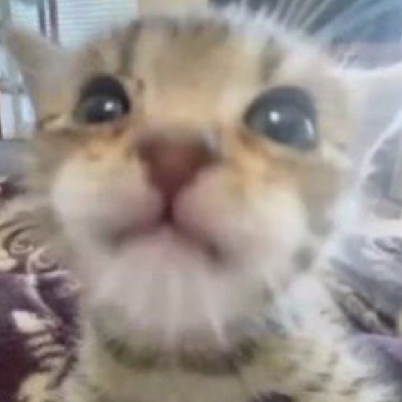 cattzuu